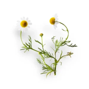 chamomile