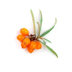 hippophae tc