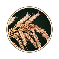 Wheat micro protein 1