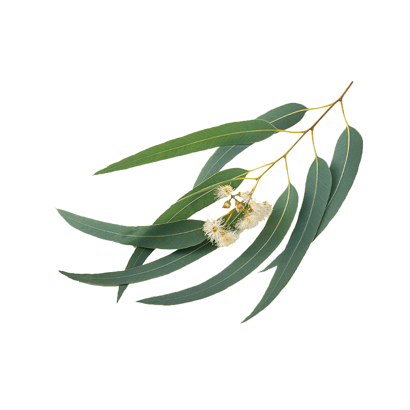 eucalyptus globulusabill
