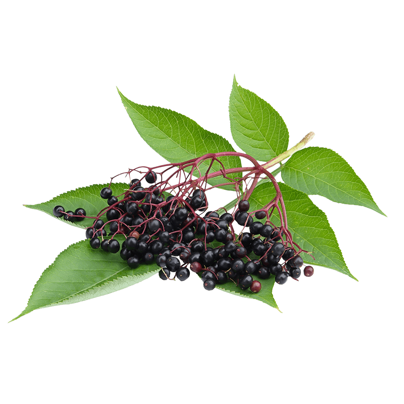 sambucus nigra